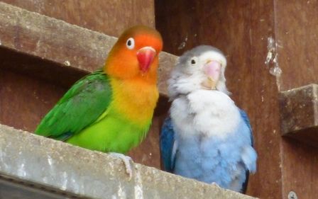 福山市立動物園 飼育員ブログ