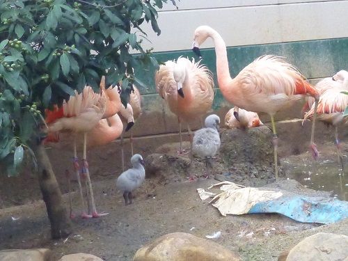 福山市立動物園 飼育員ブログ