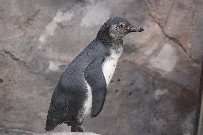 福山市立動物園 飼育員ブログ