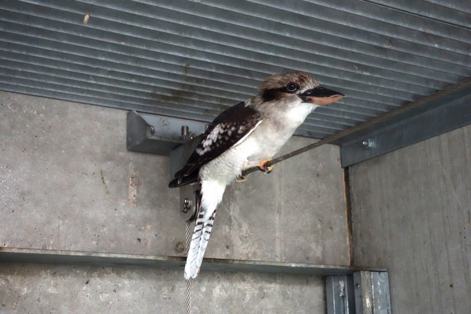 福山市立動物園：飼育員ブログ