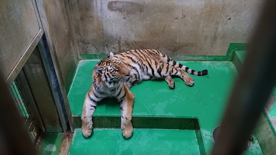 福山市立動物園 飼育員ブログ