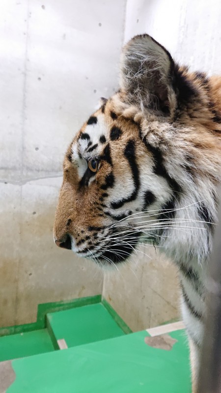 福山市立動物園 飼育員ブログ