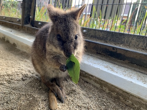 パルマワラビー 頭骨 パルマワラビー 頭骨