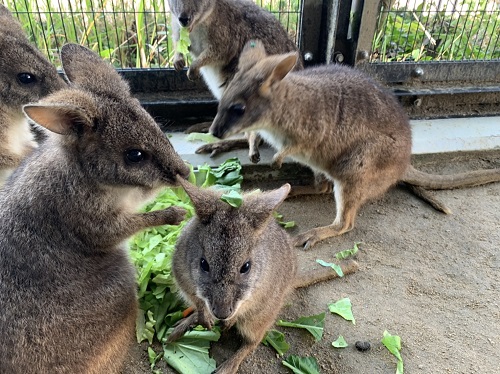 福山市立動物園：飼育員ブログ