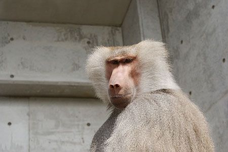 マントヒヒ