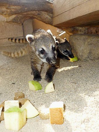 アカハナグマ