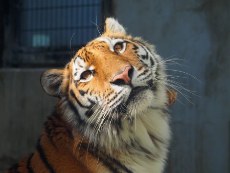 アムールトラ
