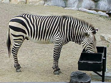 ハートマンヤマシマウマ