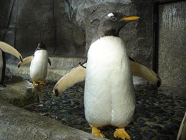 ジェンツーペンギン