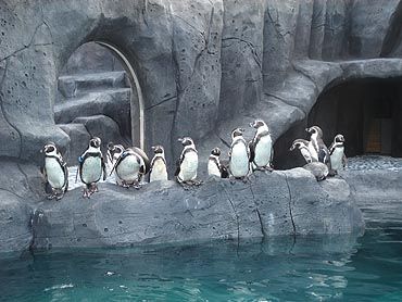 フンボルトペンギン