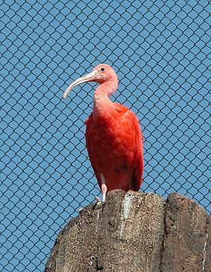 ショウジョウトキ