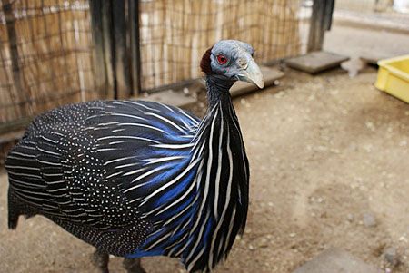 フサホロホロチョウ