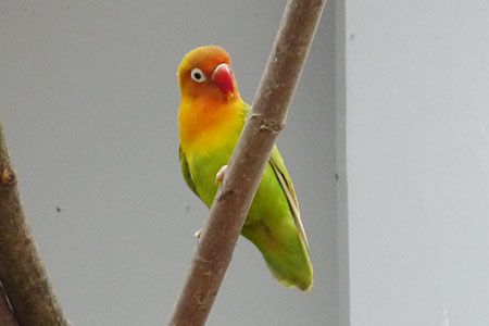 ボタンインコ