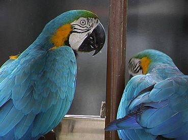 ルリコンゴウインコ