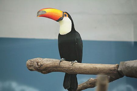 オニオオハシ