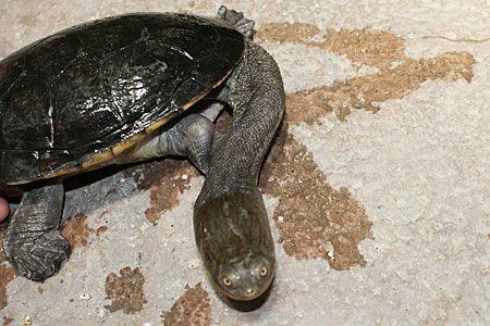 チリメンナガクビガメ