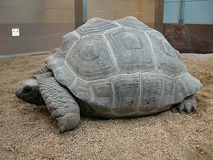 アルダブラゾウガメ