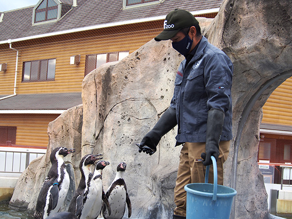 フンボルトペンギンのぱっくんたいむ