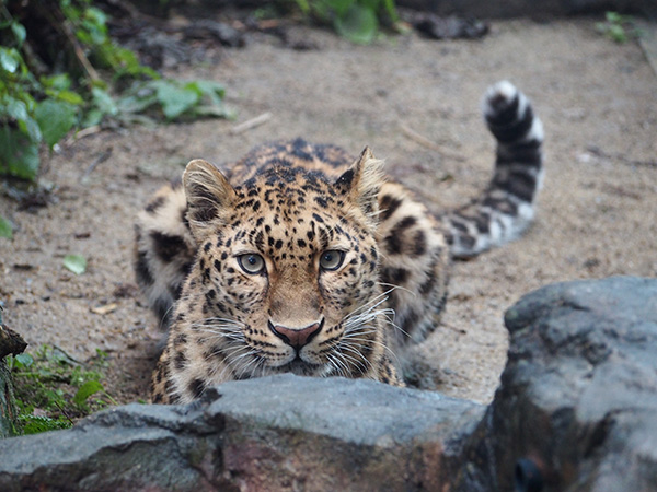 猛獣担当のランダムネコ科ガイド