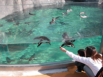 ぱっくんタイム フンボルトペンギン