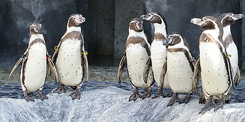 福山市立動物園 トップページ